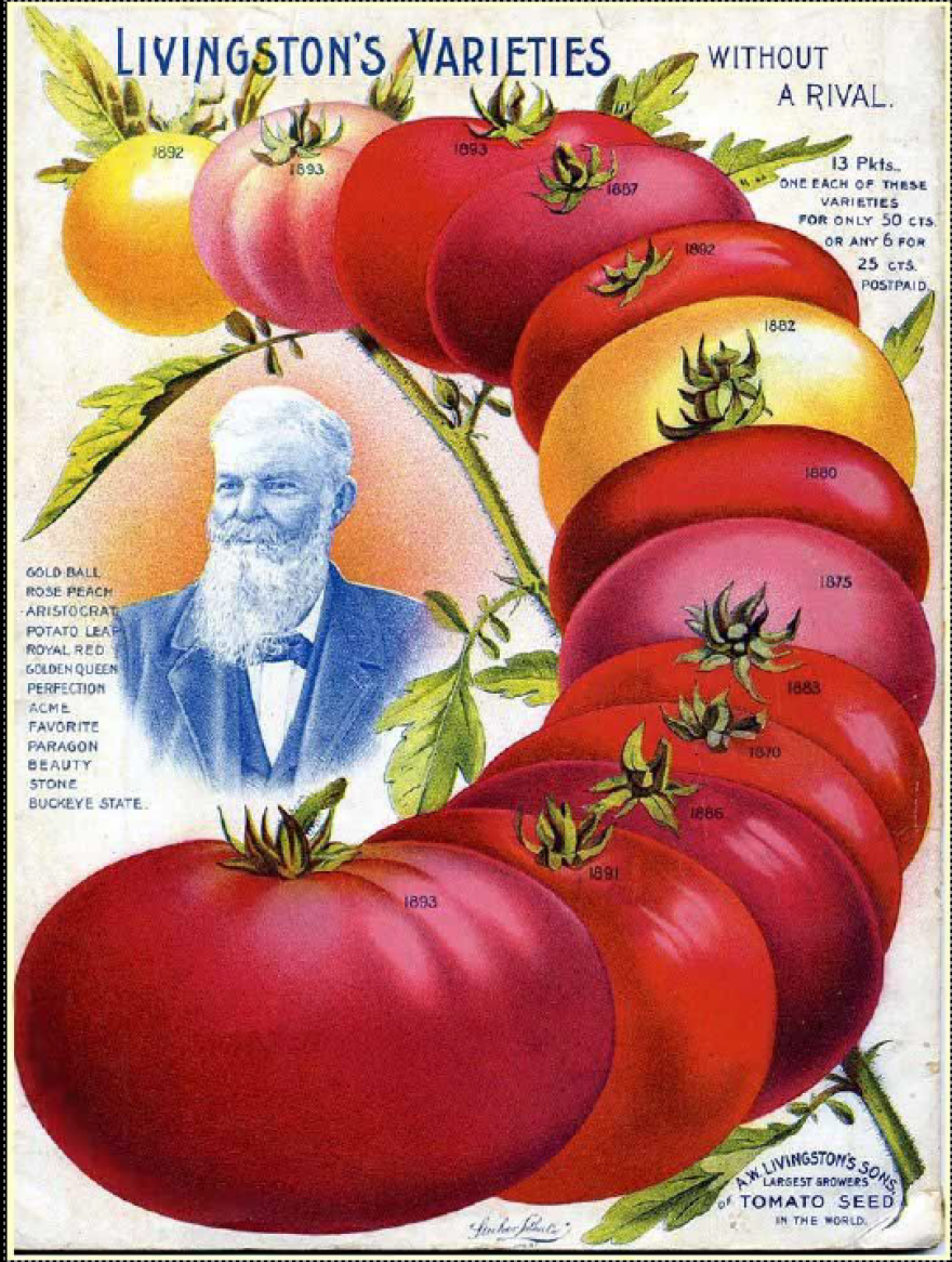Nature invented the tomato. An Ohioan perfected it | The